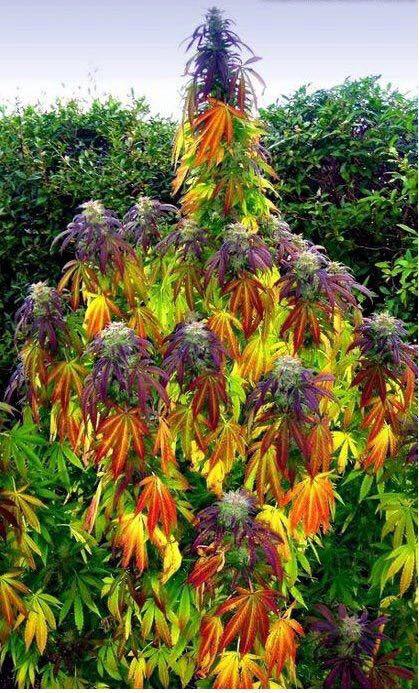 Deshe' Eugene Website