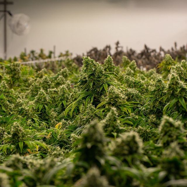 CANOPI - Downtown Website