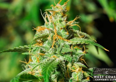 West Coast Cannabis Club - Palm Desert Website