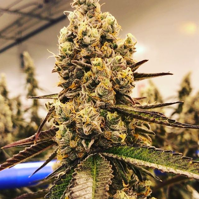 Shango Win Sivers "Airport" Website