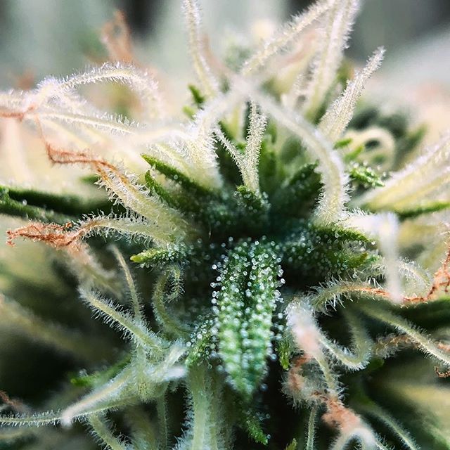 Stellar Cannabis Co. Website