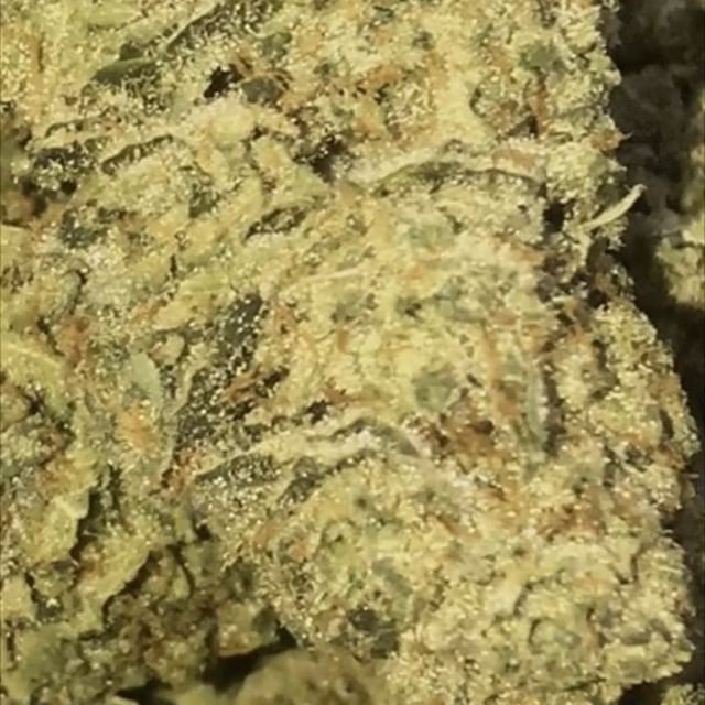 Sacred Seed - Recreational 21+ Website