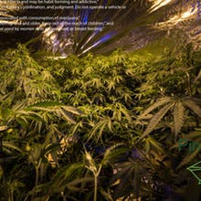 Pine Street Cannabis Company Website