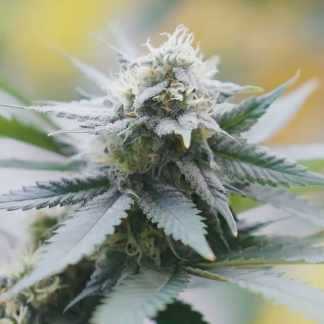 Cultivate Recreational Website