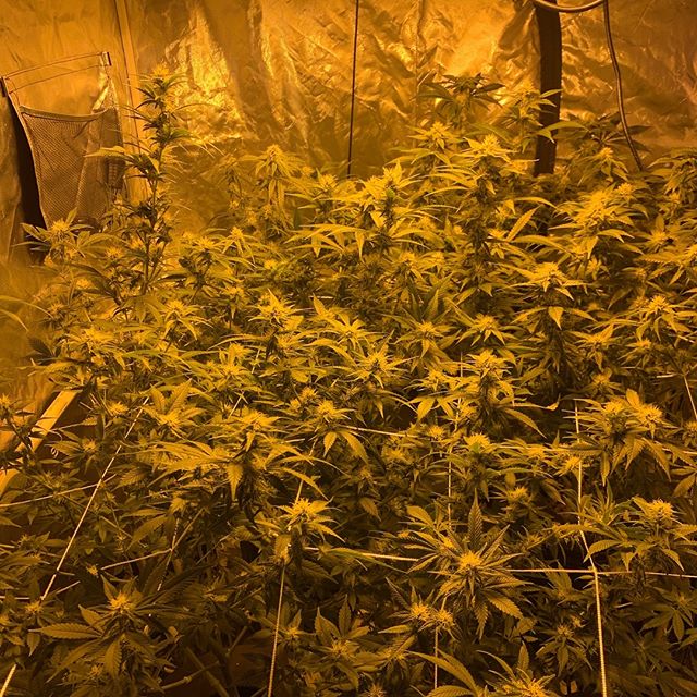 Better Buds of Maine Website