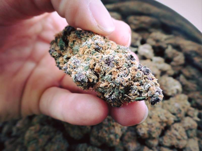 Buzz Delivery Website