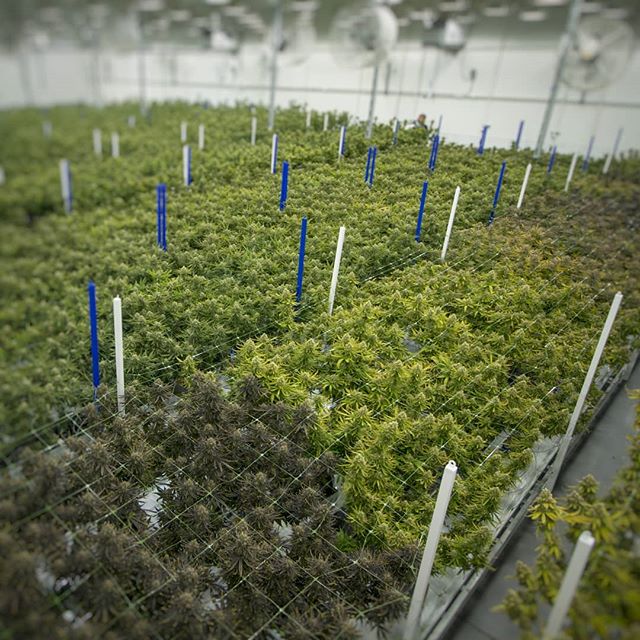 The Source - Delivery Website