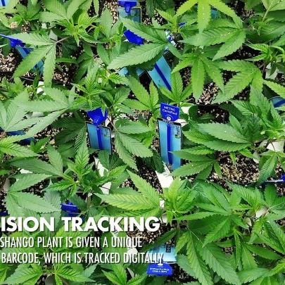 Shango Win Sivers "Airport" Website