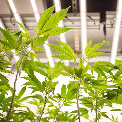 Level Up Powered by MedMen Website