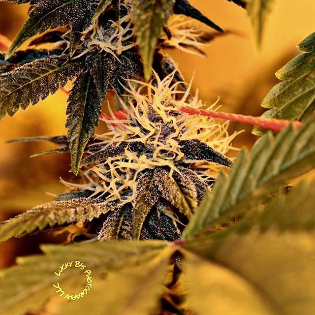 Sacred Seed Medical Dispensary Website