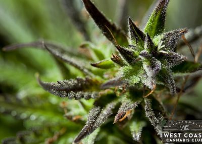 West Coast Cannabis Club - Palm Desert Website