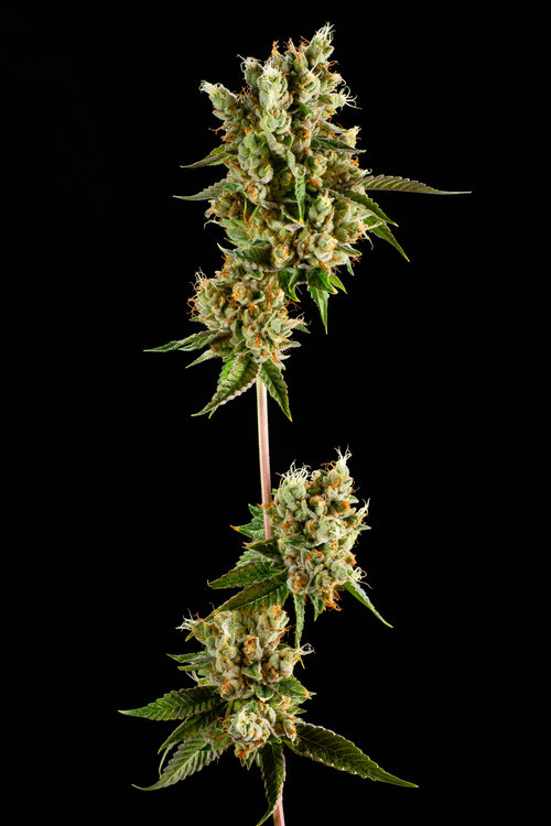 Pearl Pharma, Inc. Website