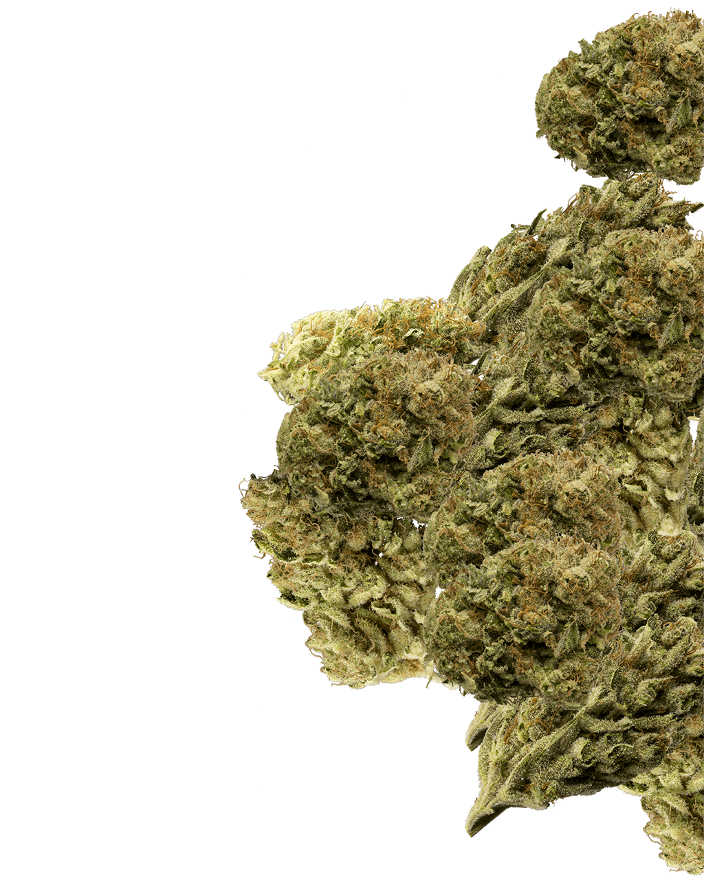 NETA - Northampton Website