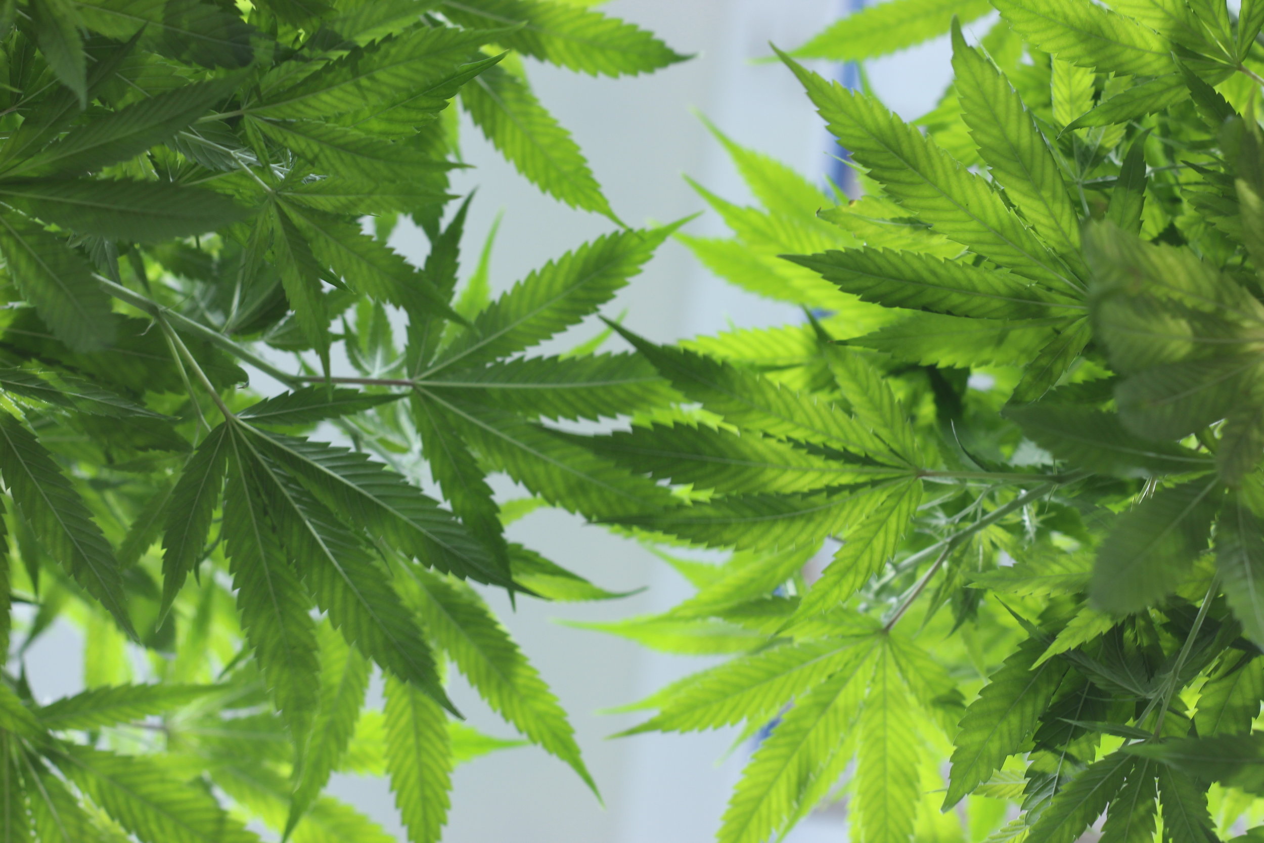 Maine Cannabis Exchange Website