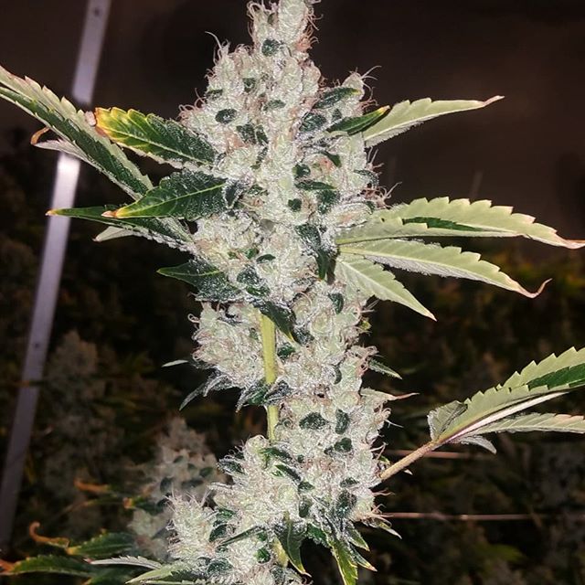 Healthy Pharms - Cambridge Website