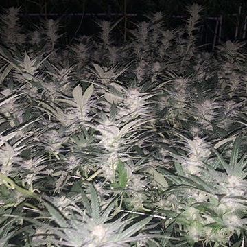 Green Pharms Dispensary Flagstaff Website