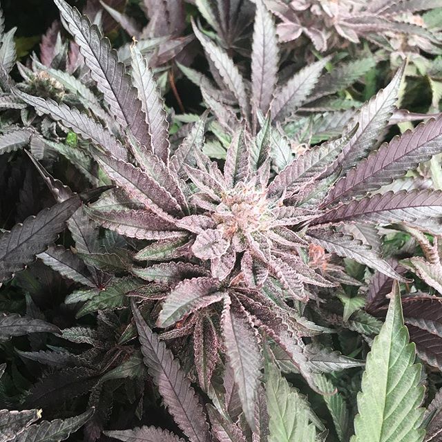 Lovelight Medicinals Website