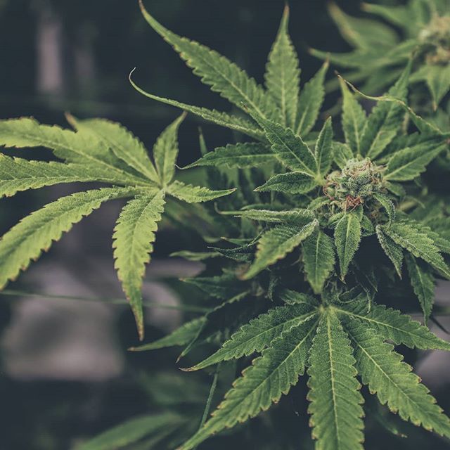 The Source - Delivery Website