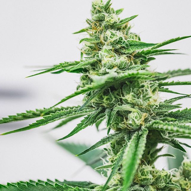 Health for Life Ellsworth Website