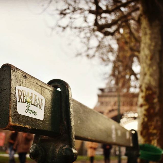 Desert Bloom Releaf Center Website