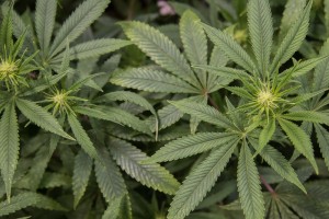 Trill Alternatives - MEDICAL Website