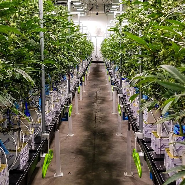 Cannabis Nation Seaside Website