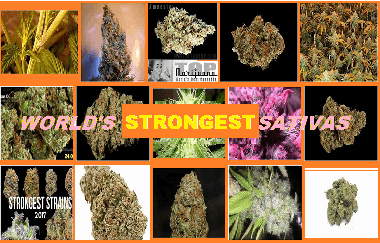 420EvaluationsOnline - South Gate Website