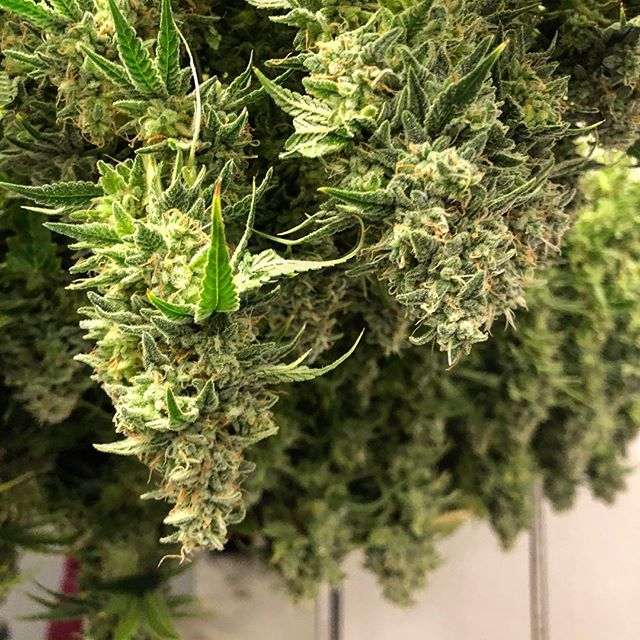 Healthy Pharms - Cambridge Website