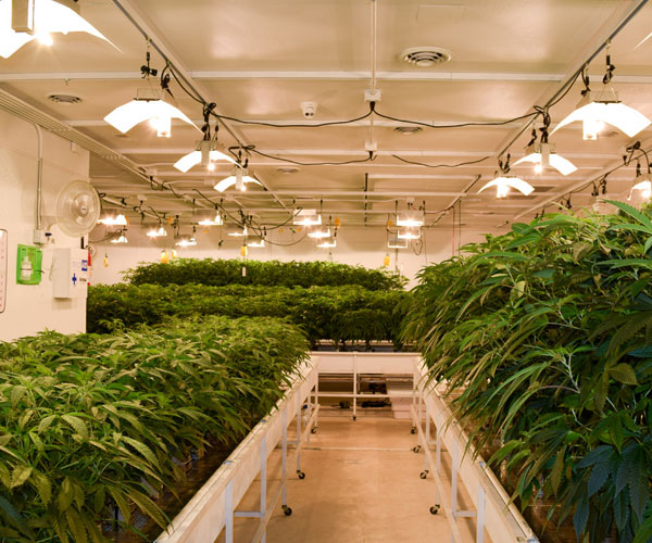 The Spot 420 - Pueblo Central Website