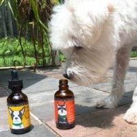 CBD Dog Health Website