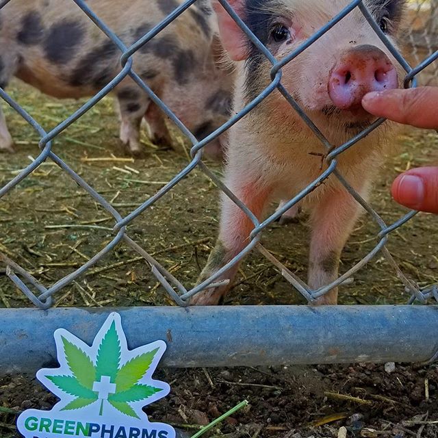 Green Pharms Dispensary Mesa Website