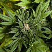 Alpha Alternative Solutions, LLC Website