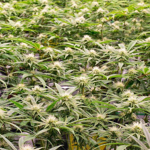 Central Ave Compassionate Care Website