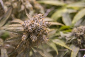 Trill Alternatives - MEDICAL Website