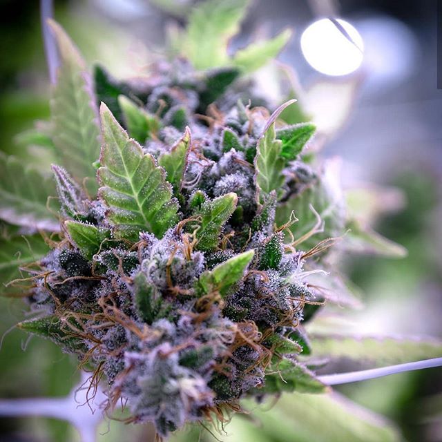 New Mexico Alternative Care Website