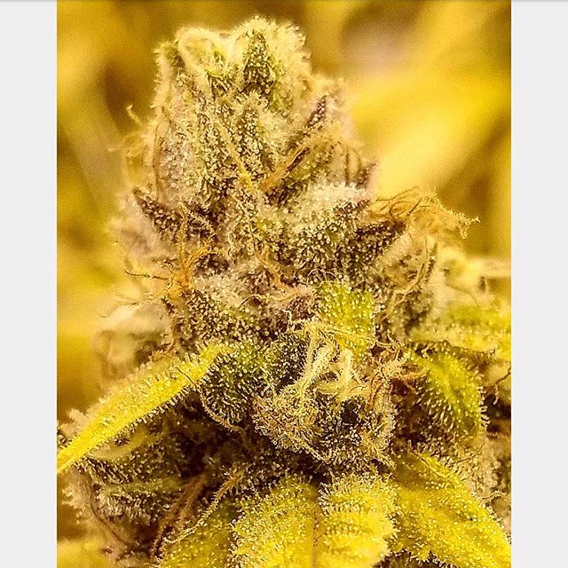 New Mexico Alternative Care Website