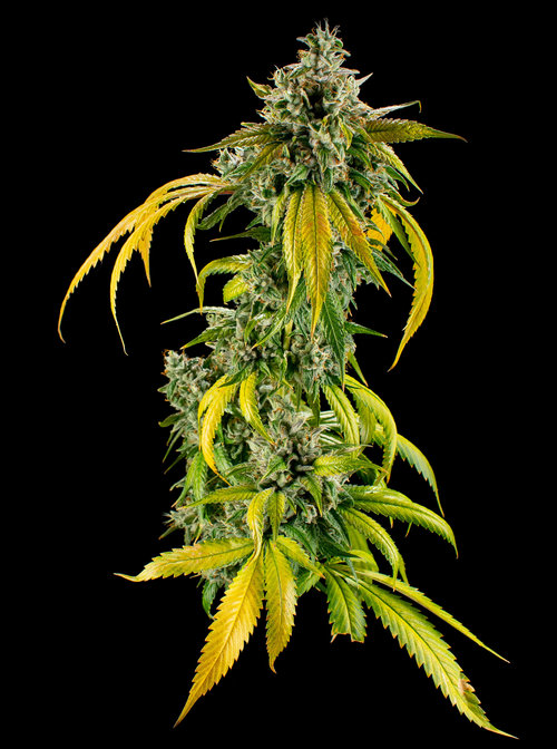 Pearl Pharma, Inc. Website