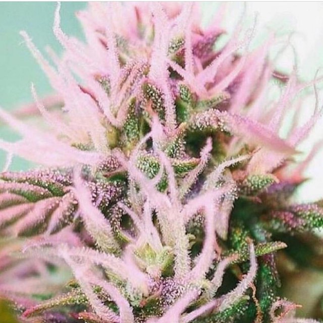 Ash + Ember Cannabis Website