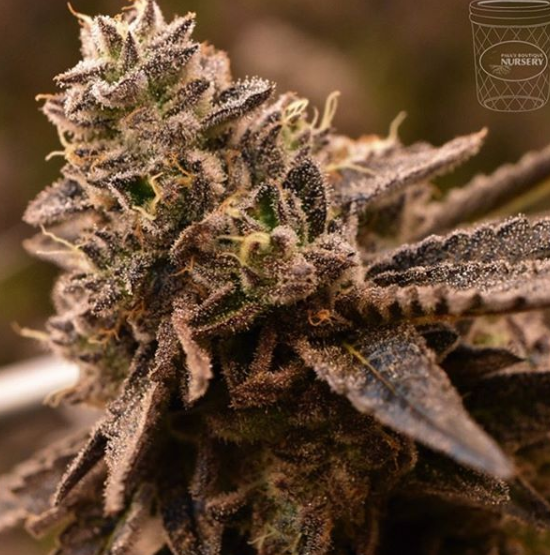 Paul's Boutique Nursery Website