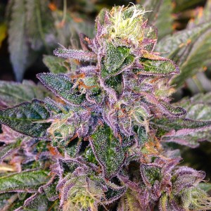 Trill Alternatives - MEDICAL Website