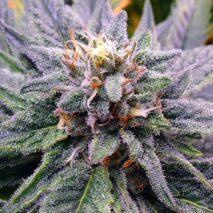 Trill Alternatives - MEDICAL Website