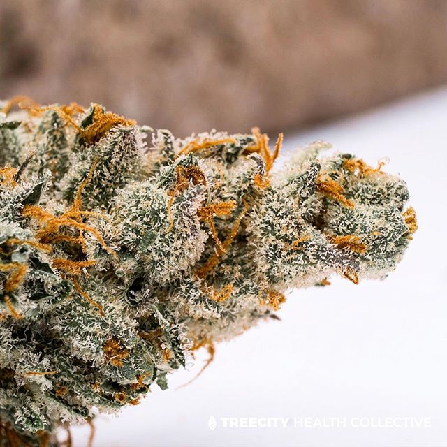 Treecity Health Collective Website