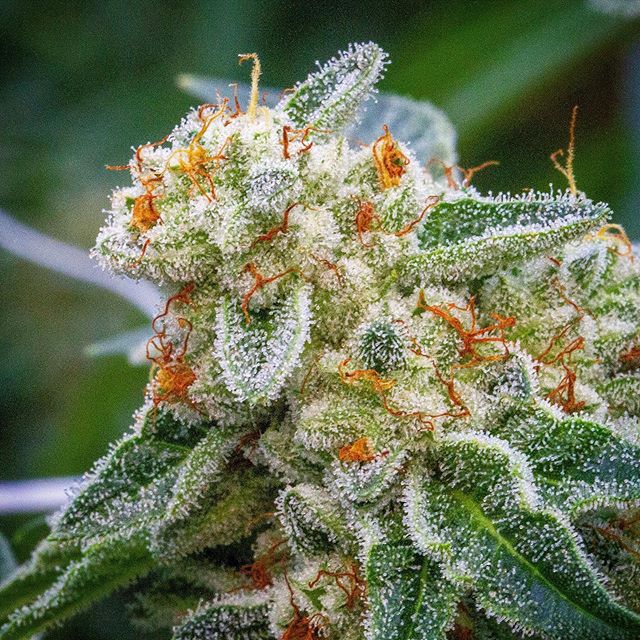 Ascend - Denver Website