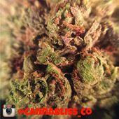 Cannabliss & Co. - Sorority House Website