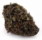 The Humboldt Connection Website