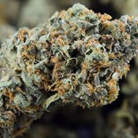 The Cannabis Method Website