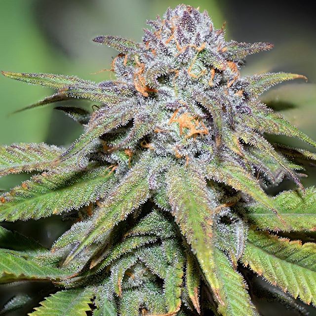 Desert Bloom Releaf Center Website