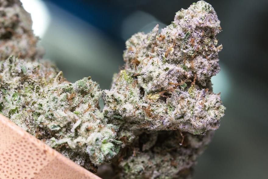 The Vth LMNT Website