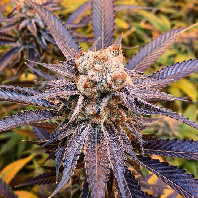 The Bakeréé Website