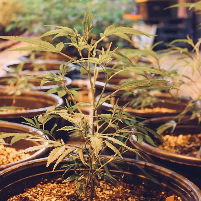 Everest Apothecary - Northeast Heights Website